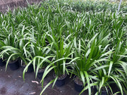 Neomarica gracilis (Brazilian Walking Iris) - 200mm Potify
