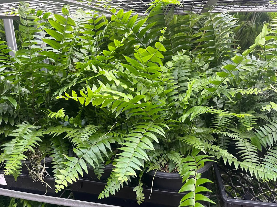 Nephrolepis Mixed - 200mm Hanging Basket Potify