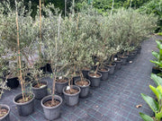 Olea Kollosus Kalamata - 300mm Potify