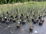 Olea europaea Frantoio (Olive) - 200mm Potify