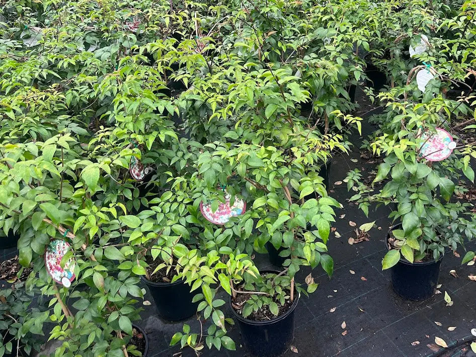 Pandorea Pandorana Ruby Belle - 200mm Potify