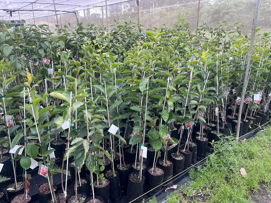 Persimmon Fuyu - 5L Potify