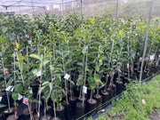 Persimmon Fuyu - 5L Potify