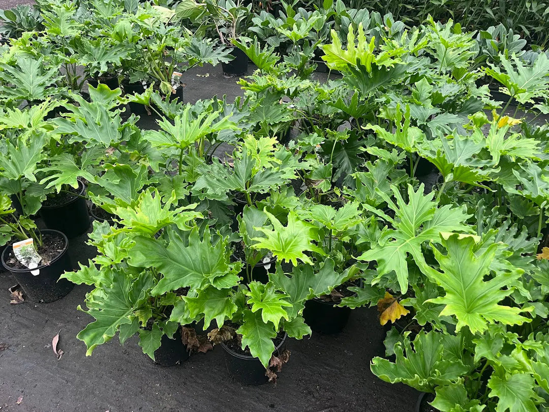 Philodendron Hope - 200mm Potify