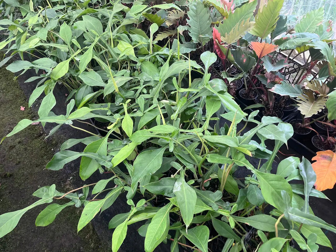 Philodendron Joepii - 130mm Potify