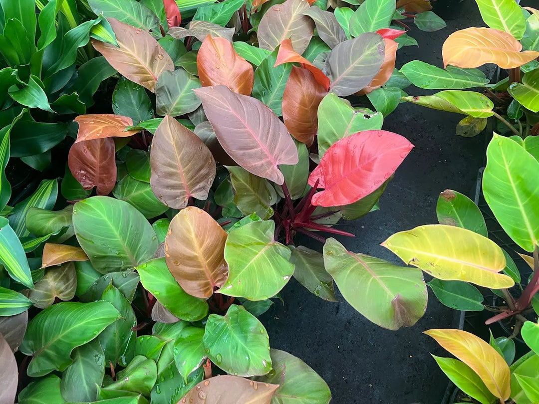 Philodendron Red Sun - 130mm Potify