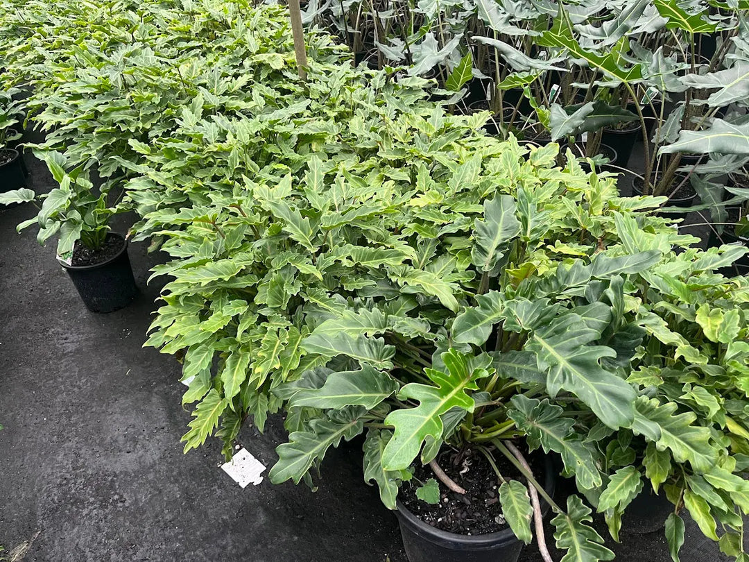 Philodendron Xanadu – 140mm | 200mm | 300mm Potify