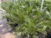 Phoenix canariensis (Canary Palm) - 300mm Potify