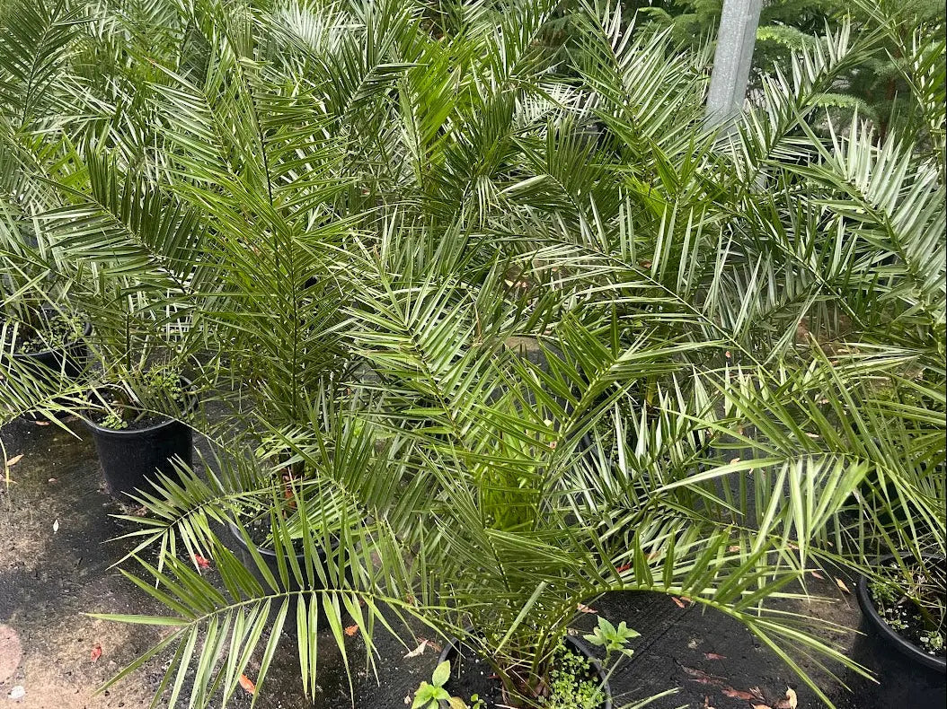 Phoenix canariensis (Canary Palm) - 300mm Potify