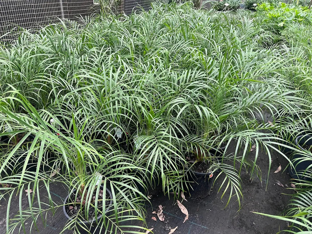 Phoenix roebelenii (Dwarf Date Palm) - 200mm Potify