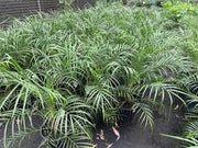 Phoenix roebelenii (Dwarf Date Palm) - 200mm Potify