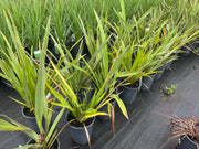 Phormium tenax (NZ Flax) - 200mm Potify