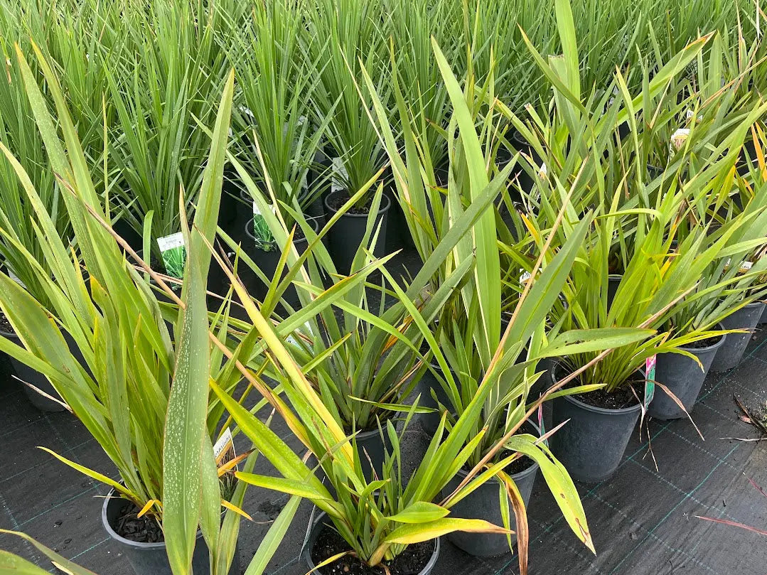 Zamia furfuracea (Cardboard Plant) - 300mm Potify