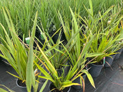 Zamia furfuracea (Cardboard Plant) - 300mm Potify