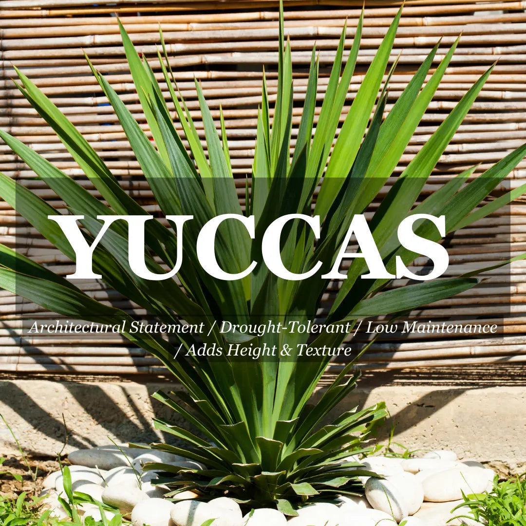 Yucca elephantipes Green – 200mm Potify