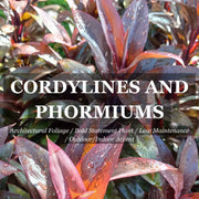 Cordyline Australis 'Kasper Green' - 200mm Potify