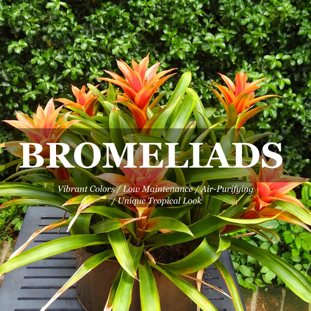 Alcantarea Imperialis Rubra - 300mm Potify