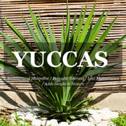 Yucca elephantipes Green – 200mm Potify