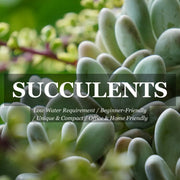 Euphorbia tirucalli Firesticks - 200mm Potify