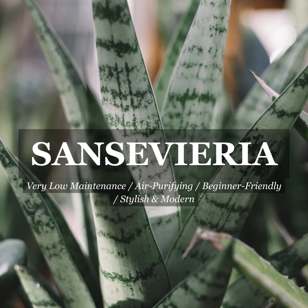 Sansevieria Trifasciata - 200mm Potify