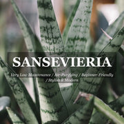 Sansevieria Trifasciata - 200mm Potify