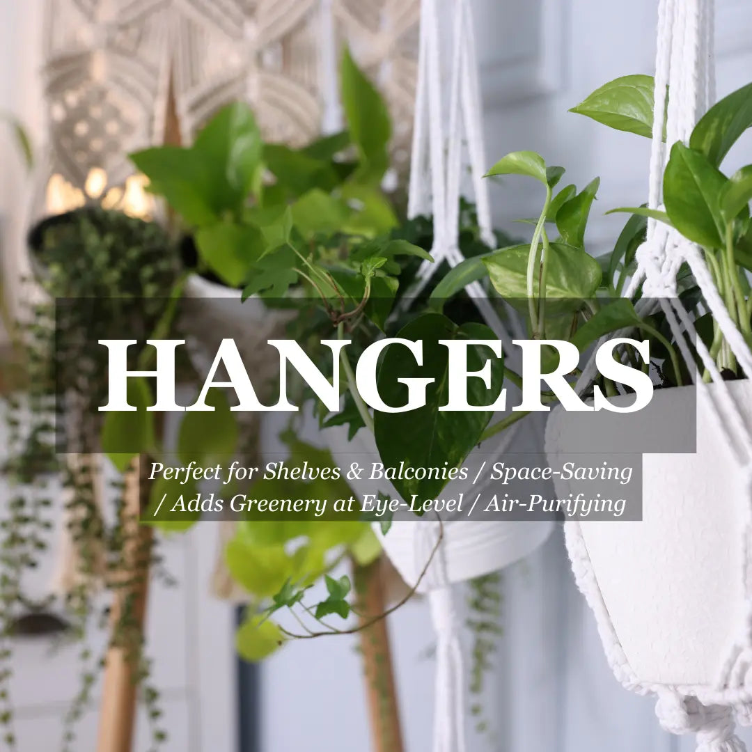 Hoya Mixed (Wax Plant) Hanging Basket - 155mm | 200mm Potify