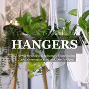 Hoya Mixed (Wax Plant) Hanging Basket - 155mm | 200mm Potify