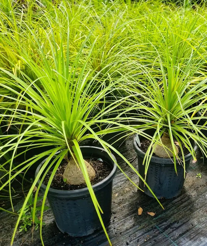 Beaucarnea Recurvata (Ponytail Palm) - 300mm Pot Potify