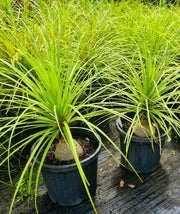 Beaucarnea Recurvata (Ponytail Palm) - 300mm Pot Potify