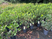 Rhaphiolepis indica Alba - 200mm Potify