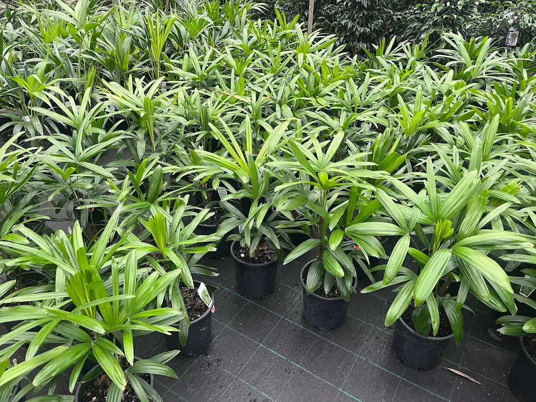 Rhapis excelsa (Lady Palm) – 140mm | 200mm | 300mm | 400mm Potify