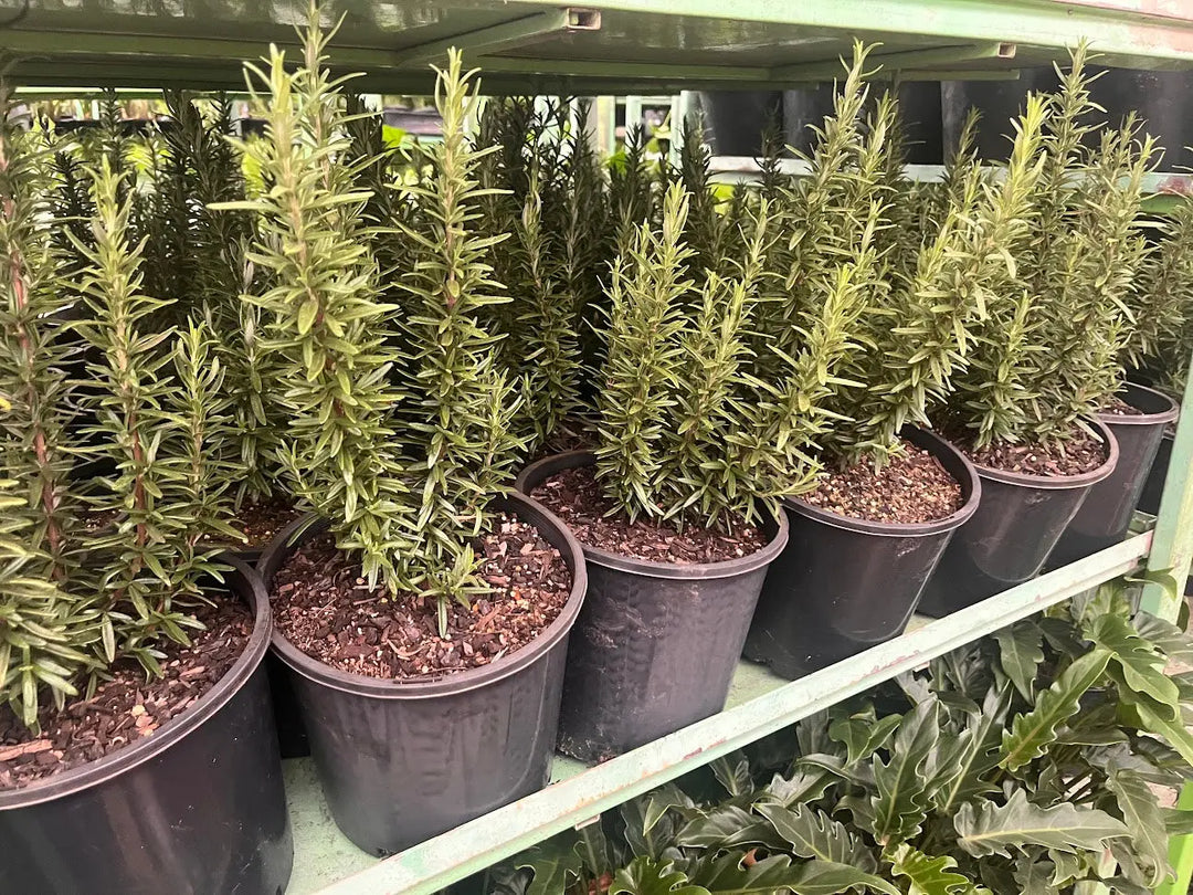 Rosemary Tuscan Blue - 200mm Potify