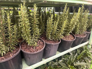 Rosemary Tuscan Blue - 200mm Potify