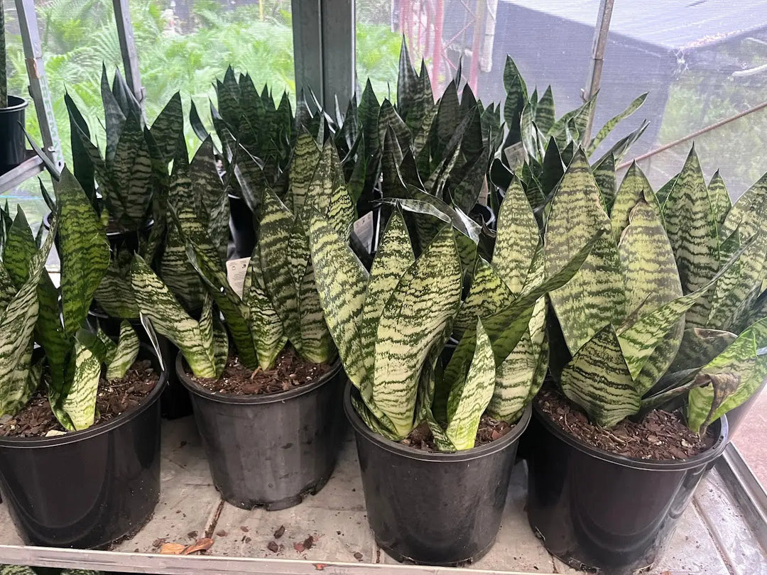Sansevieria Robusta - 200mm Potify