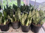 Sansevieria Robusta - 200mm Potify