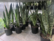 Sansevieria Trifasciata - 200mm Potify