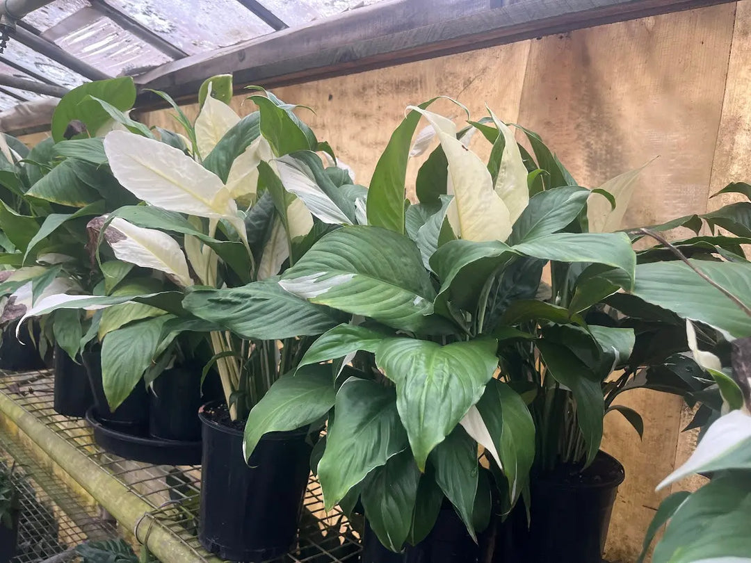 Spathiphyllum Picasso - 175mm | 250mm Potify
