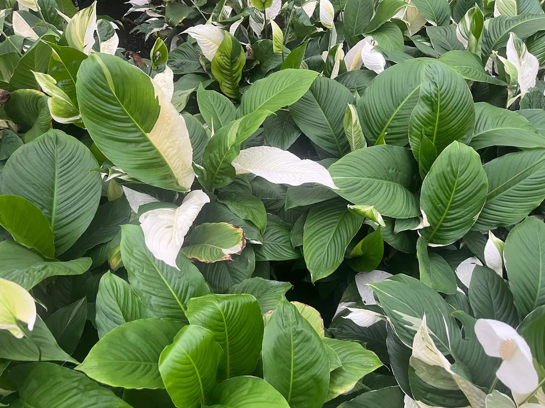 Spathiphyllum Picasso - 175mm | 250mm Potify