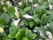 Spathiphyllum Picasso - 175mm | 250mm Potify