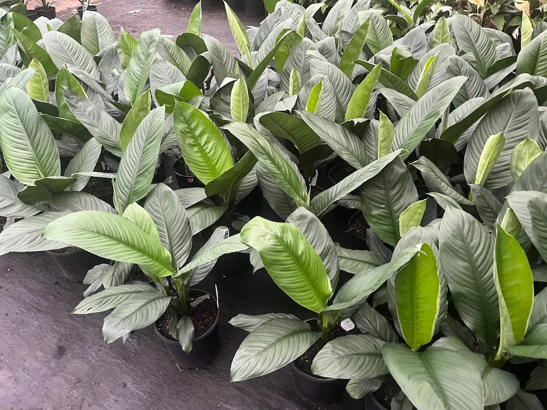 Spathiphyllum ‘Sensation’ – 180mm | 200mm Potify