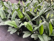 Spathiphyllum ‘Sensation’ – 180mm | 200mm Potify