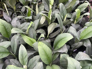 Spathiphyllum ‘Sensation’ – 180mm | 200mm Potify