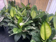 Spathiphyllum Sensation Variegated - 130mm Potify