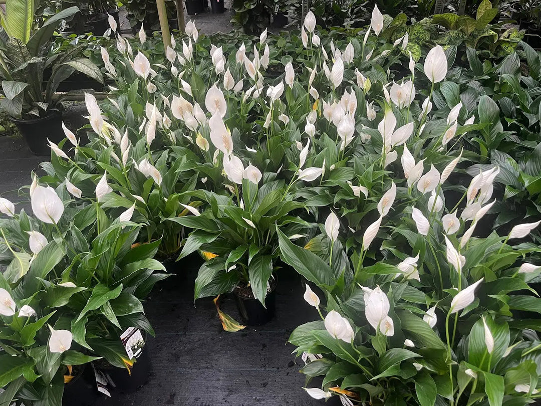 Spathiphyllum (Peace Lily) - 140mm Potify