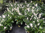 Spathiphyllum (Peace Lily) - 140mm Potify
