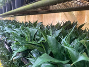 Spathiphyllum (Peace Lily) - 140mm Potify