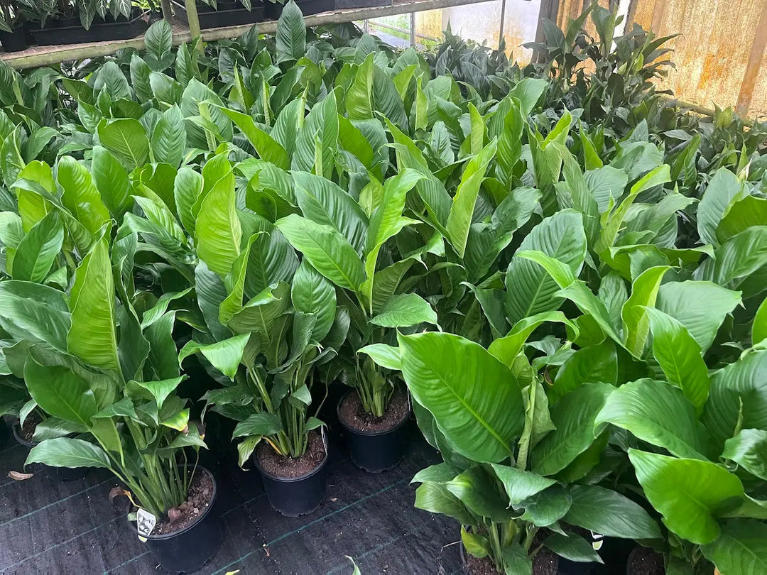Spathiphyllum (Peace Lily) - 140mm Potify