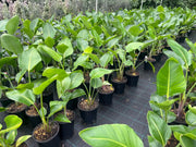 Strelitzia nicolai (Giant Bird of Paradise) – 130mm | 250mm | 400mm Potify