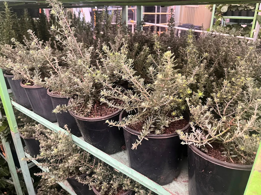 Westringia fruticosa Zena - 200mm Potify