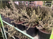 Westringia fruticosa Zena - 200mm Potify